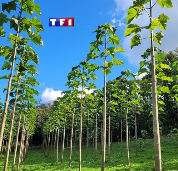 Production d'un bois d'oeuvre