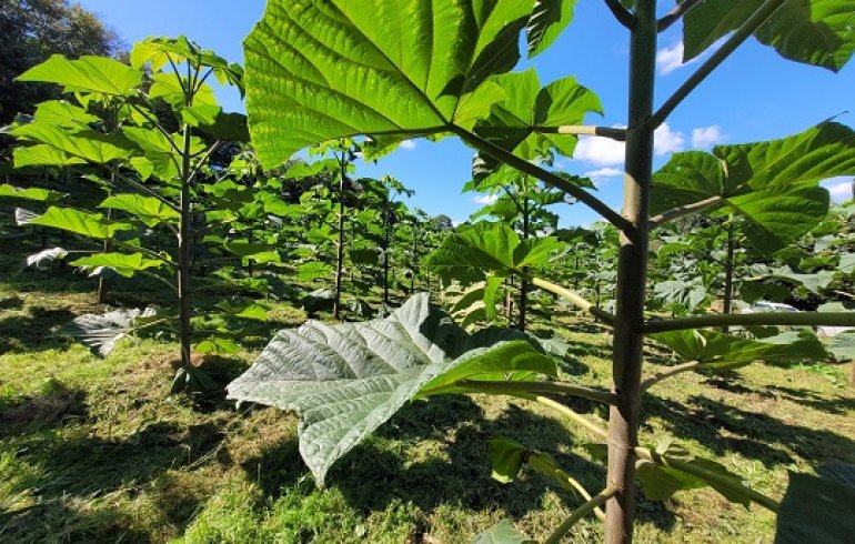Comment créer un paulownia à feuilles géantes - Jardinier paresseux